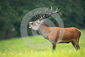 Male red deer bellowing in rutting season in autumn.