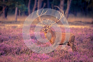 Male red deer big antlers