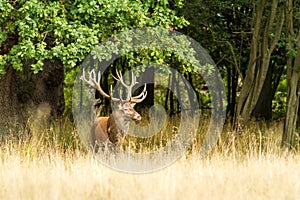 Male red deer Cervus elaphus with huge antlers during mating season in Denmark