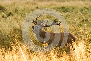 Male red deer Cervus elaphus with huge antlers during mating season in Denmark