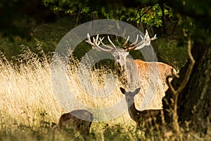 Male red deer Cervus elaphus with huge antlers during mating season in the early morning autumn light