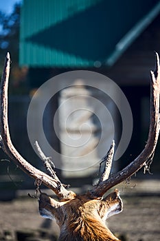 Male red deer cervus elaphus largest deer species called a stag or hart with antlers back rear view selective focus over