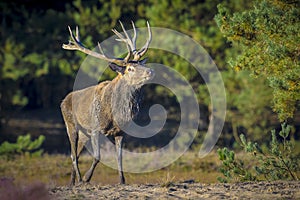 Male red deer, cervus elaphus, rutting during sunset