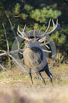 Male red deer, cervus elaphus, rutting during sunset