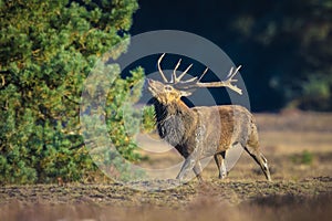 Male red deer, cervus elaphus, rutting during sunset