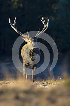 Male red deer, cervus elaphus, rutting during sunset