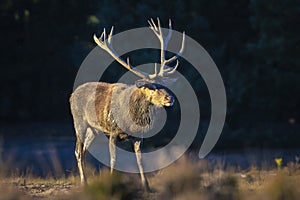 Male red deer, cervus elaphus, rutting during sunset