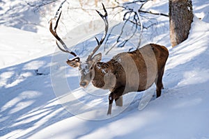 Male red deer coming in deep snow