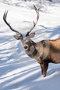 Male red deer in deep snow closeup