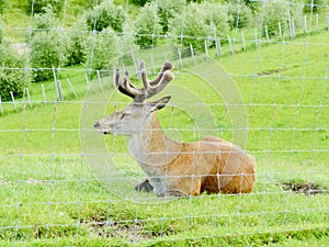 Male red deer have antlers are resting in the farm.