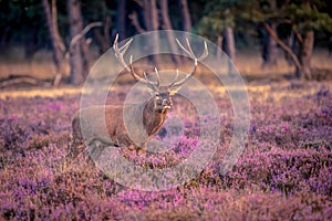 Male red deer in heathland