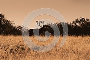 Male Red deer in La Pampa, Argentina,