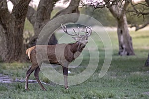 Male Red deer in La Pampa, Argentina, Parque Luro,