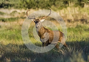 Male Red deer in La Pampa, Argentina,