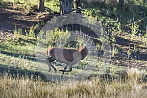 Male Red deer in La Pampa, Argentina, Parque Luro,