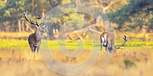 Male red deer posing in natural habitat on Veluwe