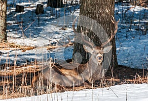 Male red deer sitting under a tree