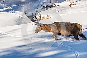 Male red deer walking in deep snow