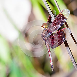 Male red dragonfly on plant , Neurothemis fluctuans