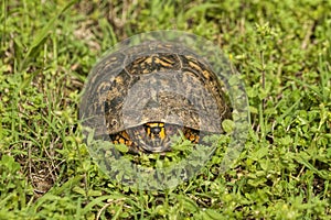 Male Red Eyed Box Turtle - Terrapene carolina