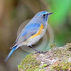 Male Red-flanked Bluetail