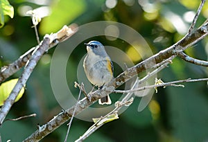 Male Red-flanked Bluetail (Tarsiger cyanurus)