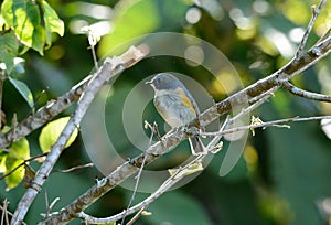 Male Red-flanked Bluetail (Tarsiger cyanurus)