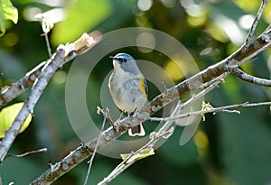 Male Red-flanked Bluetail (Tarsiger cyanurus) photo