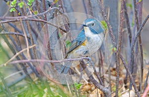 Male Red-flanked Bush Robin