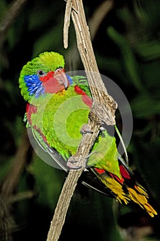 MALE RED-FLANKED LORIKEET charmosyna placentis ON A BRANCH AGAINST GREEN FOLIAGE