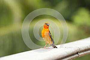 Male red fody Foudia madagascariensis, Seychelles and Madagascar bird.