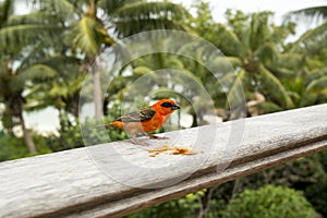 Male red fody Foudiamadagascariensis, Seychelles and Madagascar bird.