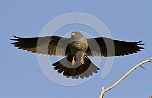 The male Red-footed falcon.