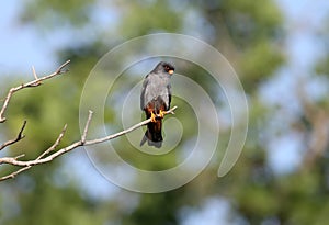 Male red-footed falcon Falco vespertinus