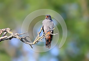 Male red-footed falcon Falco vespertinus