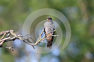 Male red-footed falcon Falco vespertinus