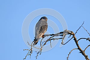 male red-footed falcon (Falco vespertinus)