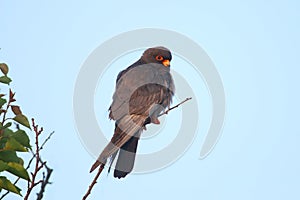 Male red-footed falcon (Falco vespertinus)