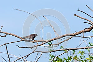 Male Red-footed Falcon or Falco vespertinus sitting on branch