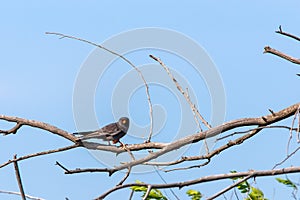 Male Red-footed Falcon or Falco vespertinus sitting on branch