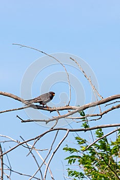 Male Red-footed Falcon or Falco vespertinus sitting on branch