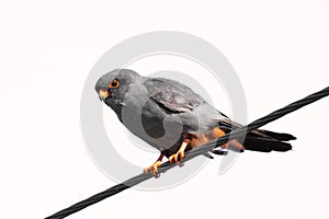 Male Red-footed Falcon Falco vespertinus on the wire. Isolated on white