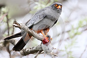 A male of red footed falcon with mouse in its paw sits on the branch.