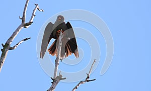 Male red footed hawk Falco vespertinus