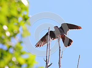 Male red footed hawk Falco vespertinus