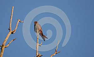 Male red footed hawk Falco vespertinus