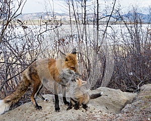 Male red fox nuzzling young cub at den site