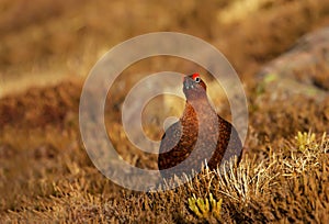 Male Red grouse in the field of heather