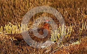 Male red grouse in the field of heather in autumn