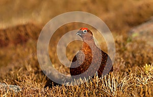 Male red grouse in the field of heather in autumn